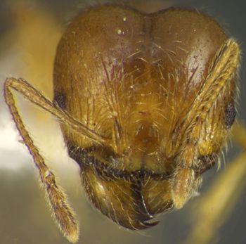 Media type: image;   Entomology 34185 Aspect: head frontal view